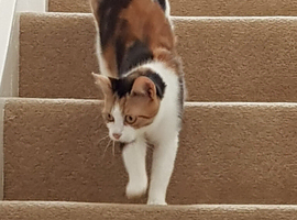 Daisy the cat
