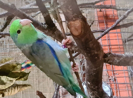 Celestial Parrotlet