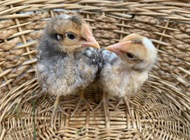 BABY CHICKS FOR SALE!