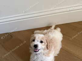 Home Raised Older Female Cavachon