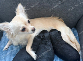 Three Chihuahua boys for sale