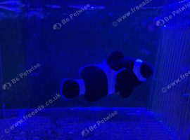 Pair Black and white clown fish