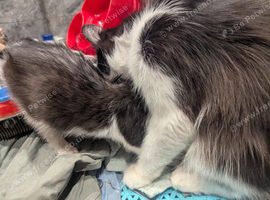 Adorable male kitten