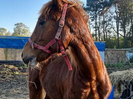 Special little colt