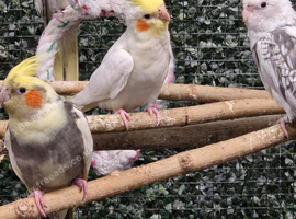 Lovely healthy cockatiels available