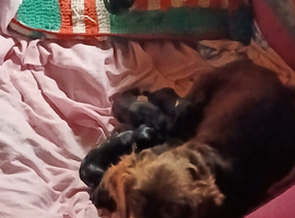 Doxiepoo mixed litter
