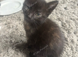 Kittens for sale