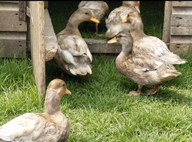 Trio of call ducks.