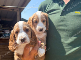 KC Lemon Roan Cocker Spaniel