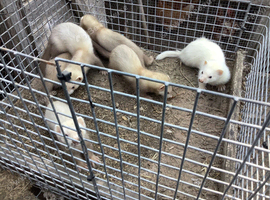 FERRETS FOR SALE.