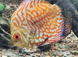 Various fish for re-homing