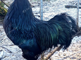 Australrop Black LF hatching fertilised eggs rare