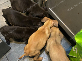 Cane corso / dog de bordeaux