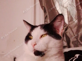 2 year old male cat