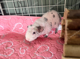 2 x skinny/werewolf guinea pigs