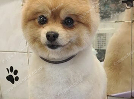 Proven Pomeranian for stud