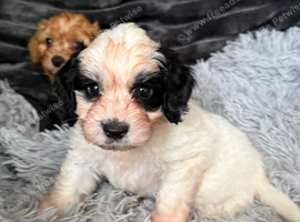 Beautiful Cockapoo puppies looking for there forever family home