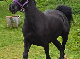 Welsh d filly