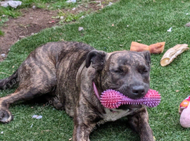 Rehome poppy