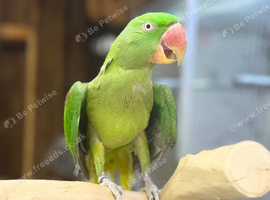 Alexandrine parrot