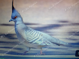 2026 Australian crested bronze winged pigeon