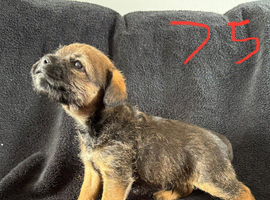 Border terrier puppies