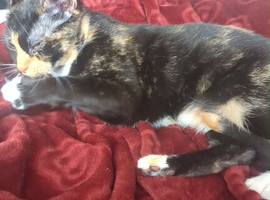Cat  read des please