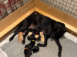 KC registered Labrador Retrievers