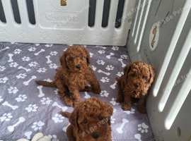 Miniature Poodle Puppies &ndash; Ready to Leave.