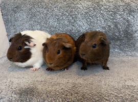 GIRLS READY TO LEAVE