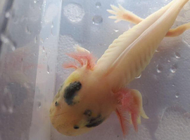 mosaic axolotl