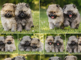 Beautiful KC Registered Pomeranian Boys &ndash; Cream Sable & Wolf Sable