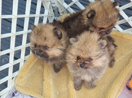 Pomeranian puppies