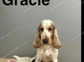 Gracie gorgeous boy ready for a family home