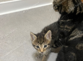 Bengal x tabby kittens