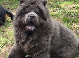 Blue Chow Chow Stud Chow Stud liverpool