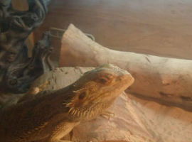 3 year old bearded dragon and set up