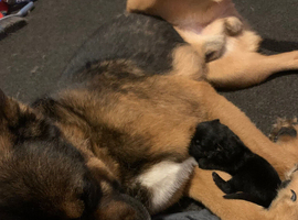 Whippet x American Akita puppies