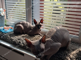 Rehome