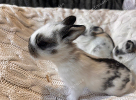 French lop x English spotty
