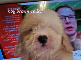 Cavapoochon