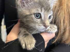 Last little boy from a litter of 8