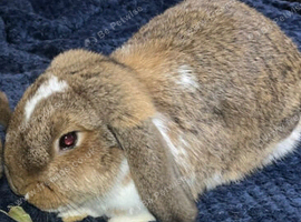 Mini lop & Mini Holland lop