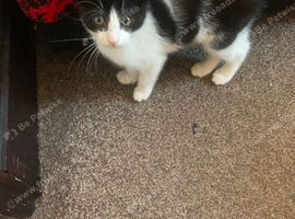 male 7 weeks old needs urgent homing