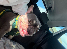 4 year old female frenchie