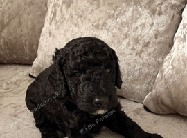 Puppies F1b