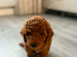 Toy poodle