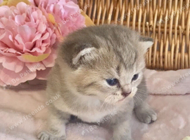 BEAUTIFUL BSH KITTENS