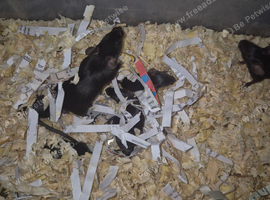 Fancy mice babies