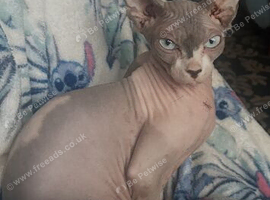 Sphynx females